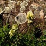 Trifolium ochroleucon Flower