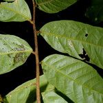Cupania livida Leaf