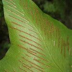 Asplenium hemionitis Fruit