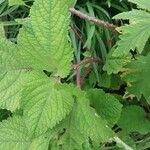Plectranthus fruticosus Sonstige