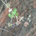 Clematis campaniflora Hoja