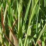 Luzula alpinopilosa Leaf