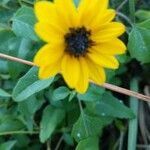 Helianthus debilisЦветок