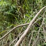 Baccharis dracunculifolia Coajă