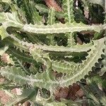 Euphorbia lactea Fuelha