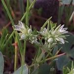 Scleranthus annuus Fleur