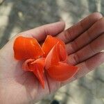 Butea monosperma Floare