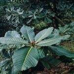 Rhododendron sinogrande Blad