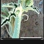 Sphaeralcea angustifolia Hoja