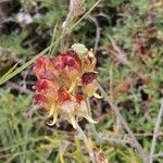 Linaria aeruginea Flor