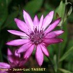 Xeranthemum annuum Flors