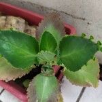 Kalanchoe ceratophylla Lehti