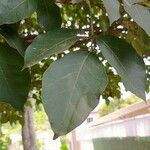 Tabebuia roseoalba Blatt