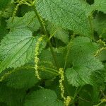 Urtica morifolia Flower