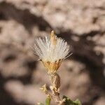 Senecio potosianus Fruit