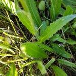 Cirsium dissectum Foglia