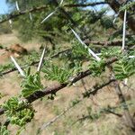 Vachellia etbaica Outro