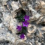 Campanula morettiana Fleur