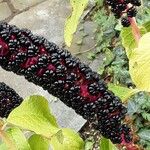 Phytolacca acinosa Fruit