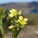 Linum strictum Flower