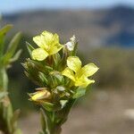 Linum strictum Квітка