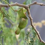 Faidherbia albida Frucht