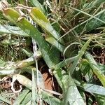 Aloe amudatensis Hoja