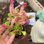 Celosia argenteaFlower