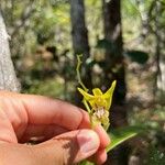 Dendrobium closterium Cvet