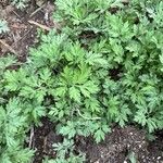Artemisia princeps Листок