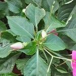 Impatiens flaccida Leaf