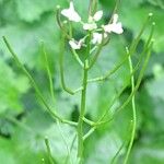 Alliaria petiolata Blomst