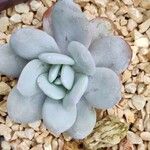 Echeveria laui Blad