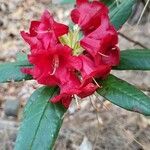 Rhododendron microgynum Flower