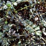 Sarcopoterium spinosum Likasa