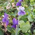 Viola odorata Fleur