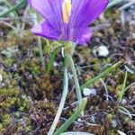 Romulea requienii Floro