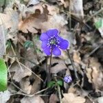 Hepatica nobilis Flower