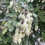 Sophora secundiflora Fruit