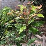 Syzygium aromaticum List