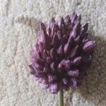 Allium rotundum 花