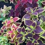 Coleus spp.ഇല