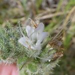 Echium italicum Floare