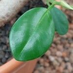 Ficus pertusa Fuelha