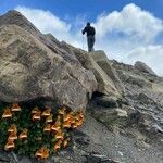 Calceolaria uniflora Habitus