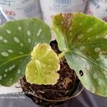 Begonia minor Leaf