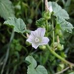 Malva neglecta Blomma