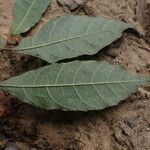 Dorstenia kameruniana Лист