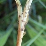 Carex panicea Casca