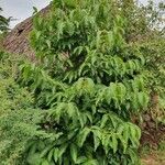 Vangueria madagascariensis Hoja